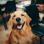 Daily probiotic could help prevent skin infections in dogs