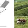 Darwin's 150‑year‑old hillside steps mystery may have a new answer from virtual grazing animals
