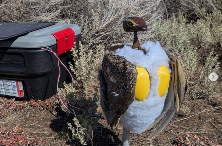 Robot Bird Decoys Work for Good