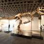 'Gus' the T. rex presented in New York ahead of auction