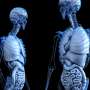 What evolved first—our brain or gut?