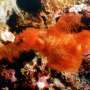 Hairy new fish species discovered in the Great Barrier Reef