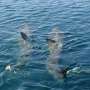 Half a century of sightings reveals Ireland remains a haven for endangered basking sharks