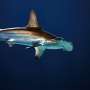 Scientists find antidepressant in the brains of sharks off the coast of Rio de Janeiro