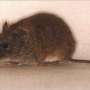 Hantaviruses may have co-evolved with rodents for ages, helping explain silent spread