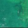 Hawaiʻi island spinner dolphins are producing fewer calves