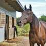 Blood test falls short in quest to detect gastric ulcer pain in horses