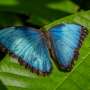 Hot temperatures can dull blue morpho butterflies' iridescent scales
