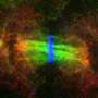 The way a cell fails to divide after copying its DNA can determine its fate