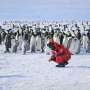 How an iceberg may have stopped emperor penguins from breeding on Coulman Island in 2025