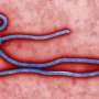 How bacteria hijack viruses to shuffle their own DNA