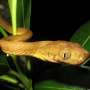 How did inbred brown tree snakes take over the island of Guam?