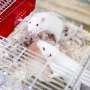 Rats show empathy, according to model