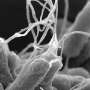 How generative AI and physics can help design new antibiotics