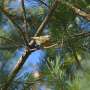 How much clearcutting can nature sustain? A study determines the ecological limit for boreal forest birds