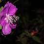 How plants use scoop-shaped pores to distribute their pollen efficiently