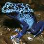 How poison frogs built a chemical weapons system one evolutionary step at a time