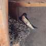 How temperature swings impact the growth of young songbirds