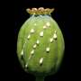 Q&A: How the legal opium market shaped global trade—and led to an opioid crisis