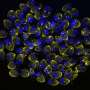 How the most widespread parasite on Earth reads its genome
