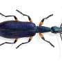 How the world's missing beetles could save the rainforest