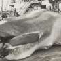 How whaling evolved from its Basque origins into a vast global business