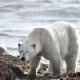 Why do polar bears approach human infrastructure? The answer is more complex than we thought