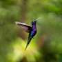 Hummingbirds speed up pineapple family's evolution