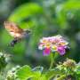 Left or right? Moths use a preferred side to inspect flowers for nectar