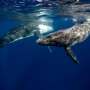 Videos capture humpback whales stopping to snack as they migrate along Australia's coast