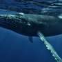 An echo of Einstein: An unexpected link between whale calls and special relativity
