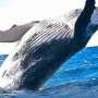 The discovery of the Great Barrier Reef's whale maternity ward