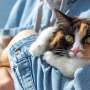 If so many people live with toxoplasmosis, how dangerous is this brain parasite really? Should I be worried?