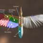Imperial woodpecker returns to life as a detailed digital specimen