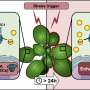 Important role of plastid ion channels in plant stress response identified