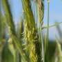 Rye reference genome uncovers diversity that could strengthen wheat breeding