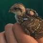 Increasing woody vegetation may boost populations of Georgia's gamebird