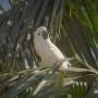Indigenous-led conservation helps save endangered cockatoo