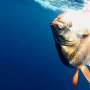 Industrial fishing has been depleting midwater fish for decades, new study finds