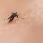 Widespread genetic exchange in disease-causing parasites revealed
