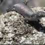 Island life changed how Brazil's Noronha skink reproduces, but the lizard's strategy might be failing