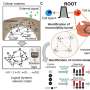 New ROOT method charts a path to reversing biological changes once thought irreversible