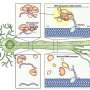 RNA 'delivery tags' guide key messages to distant neuron branches