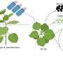 Genome tool places large genetic sequences precisely in rice and tobacco without DNA breaks