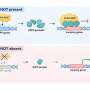 Keeping jumping genes in place: New role for protein complex discovered
