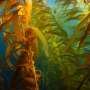 Bringing back the world's underwater forests starts with communities