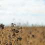 Know your pest pressure: Monitoring is the foundation for managing lucerne seed wasp