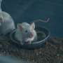 Efficient method for preparing pseudopregnant mice promotes laboratory animal welfare