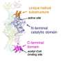 Stealth switch in tuberculosis enzyme could open route to drug-resistant treatment