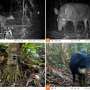 Large mammals alter soil chemistry and increase fertility in the Atlantic Forest